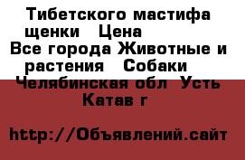  Тибетского мастифа щенки › Цена ­ 10 000 - Все города Животные и растения » Собаки   . Челябинская обл.,Усть-Катав г.